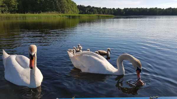 Labedzie na jeziorze Czarnym z mlodymi 600